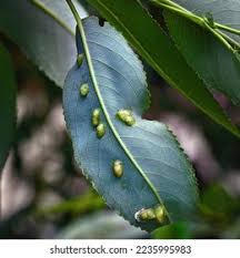 Attēlu rezultāti vaicājumam “Pontania proxima”