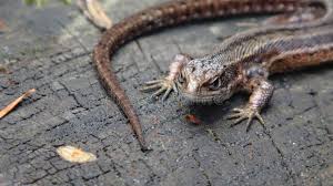 Attēlu rezultāti vaicājumam “Lacerta vivipara female”