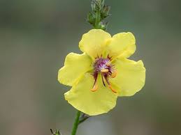 Image result for Verbascum blattaria