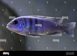 Risultati immagini per cynotilapia pulpican