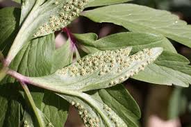 Attēlu rezultāti vaicājumam “Tranzschelia pruni-spinosae”