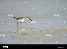 Attēlu rezultāti vaicājumam “Calidris falcinellus”