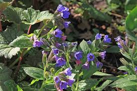 Attēlu rezultāti vaicājumam “Pulmonaria saccharata leaf”