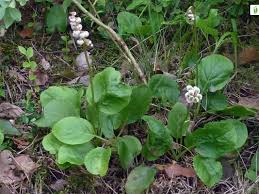 Attēlu rezultāti vaicājumam “Pyrola media”