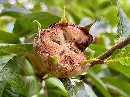 Attēlu rezultāti vaicājumam “Mespilus germanica fruit”