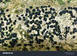 Attēlu rezultāti vaicājumam “Lecidella elaeochroma”