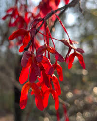 Attēlu rezultāti vaicājumam “Acer rufinerve fruit”