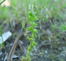 Attēlu rezultāti vaicājumam “Veronica arvensis flower”