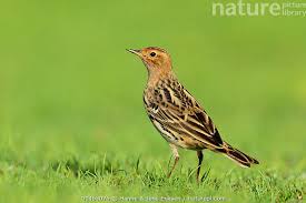 Image result for Anthus cervinus