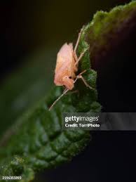 Attēlu rezultāti vaicājumam “Dolycoris baccarum”