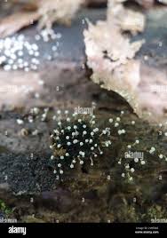 Attēlu rezultāti vaicājumam “Physarum rubiginosum macro”