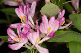 Attēlu rezultāti vaicājumam “Lonicera tatarica”