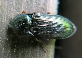 Attēlu rezultāti vaicājumam “Selatosomus aeneus”