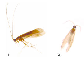 Attēlu rezultāti vaicājumam “Oecetis ochracea”