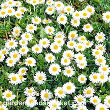Attēlu rezultāti vaicājumam “Bellis perennis”
