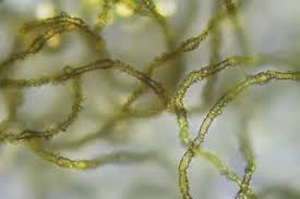 Attēlu rezultāti vaicājumam “Perichaena depressa”