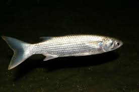Image result for Mugil curema