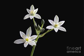 Attēlu rezultāti vaicājumam “Ornithogalum umbellatum”