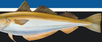 Image result for Merlangius merlangus