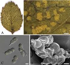 Attēlu rezultāti vaicājumam “Phragmidium sp.”