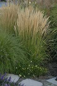 Attēlu rezultāti vaicājumam “Calamagrostis arundinacea leaf”
