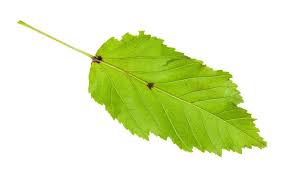 Attēlu rezultāti vaicājumam “Acer tataricum leaf”