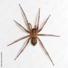 Attēlu rezultāti vaicājumam “Tegenaria sp.”