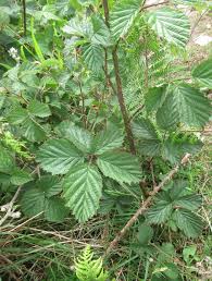 Attēlu rezultāti vaicājumam “Rubus plicatus leaf”