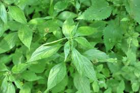 Attēlu rezultāti vaicājumam “Taraxacum officinale aggr. leaf”