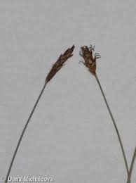 Attēlu rezultāti vaicājumam “Carex dioica”