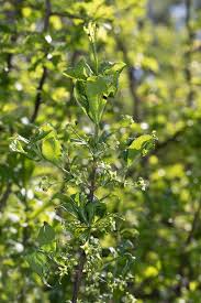 Attēlu rezultāti vaicājumam “Euonymus europaeus bud”
