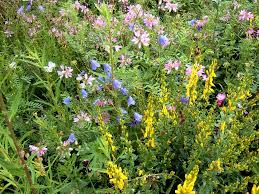 Image result for Heemtuin Rucphen