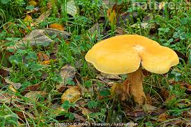 Attēlu rezultāti vaicājumam “Phaeolepiota aurea”