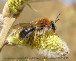 Attēlu rezultāti vaicājumam “Andrena haemorrhoa female”