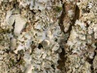 Attēlu rezultāti vaicājumam “Pleurosticta acetabulum”