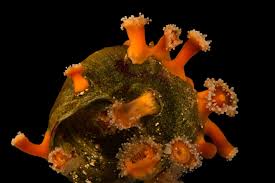 ผลการค้นหารูปภาพสำหรับ strawberry anemone