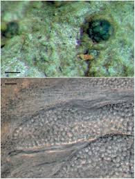 Attēlu rezultāti vaicājumam “Fellhanera subtilis”