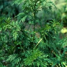 Image result for Artemisia gmelinii