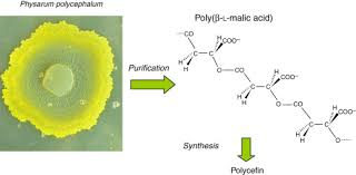 Attēlu rezultāti vaicājumam “Didymium spongiosum plasmodium”