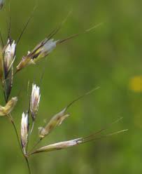 Attēlu rezultāti vaicājumam “Helictotrichon pubescens”