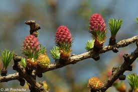 Attēlu rezultāti vaicājumam “Larix decidua flower”