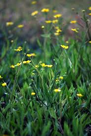 Attēlu rezultāti vaicājumam “Ranunculus flammula”