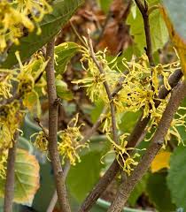 Attēlu rezultāti vaicājumam “Hamamelis virginiana flower”