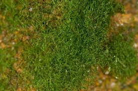 Attēlu rezultāti vaicājumam “Neckera pennata sporophyte”