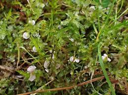 Attēlu rezultāti vaicājumam “Arrhenia retiruga”