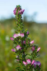 Attēlu rezultāti vaicājumam “Ononis arvensis leaf”