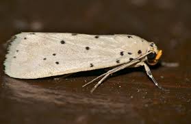 Attēlu rezultāti vaicājumam “Yponomeutidae”