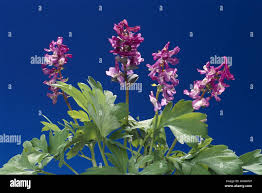 Attēlu rezultāti vaicājumam “Corydalis cava leaf”