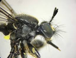 Attēlu rezultāti vaicājumam “Choerades sp.”