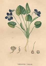 Attēlu rezultāti vaicājumam “Viola hirta”